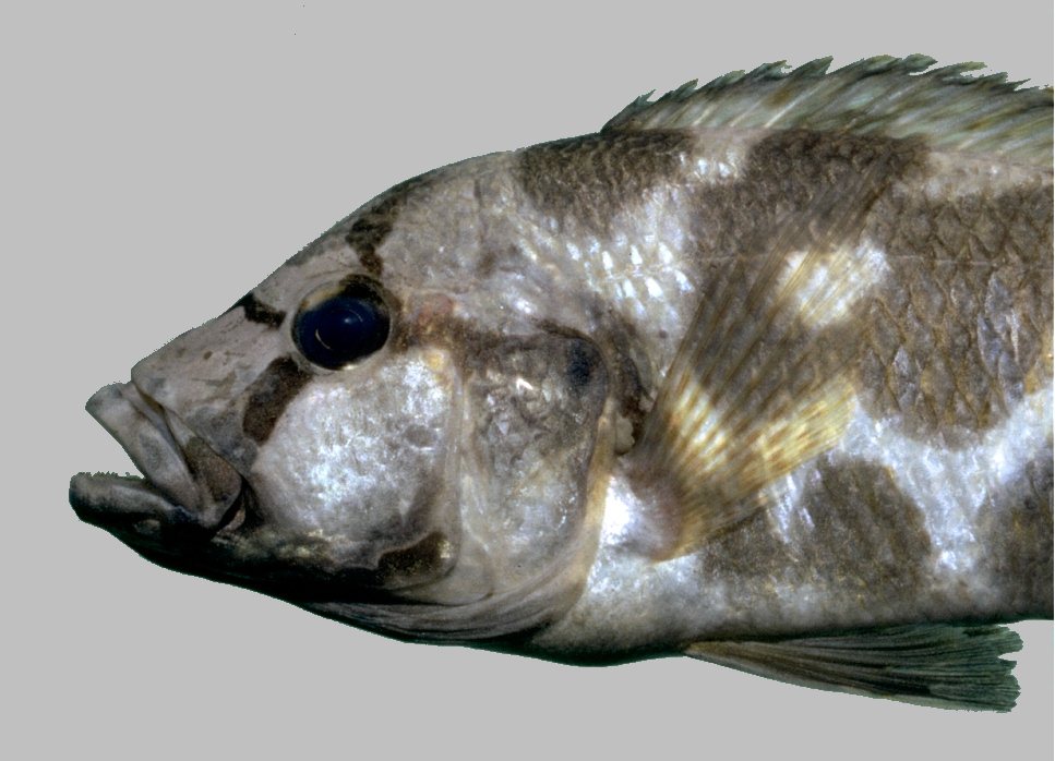Livingstoni in the aquarium
