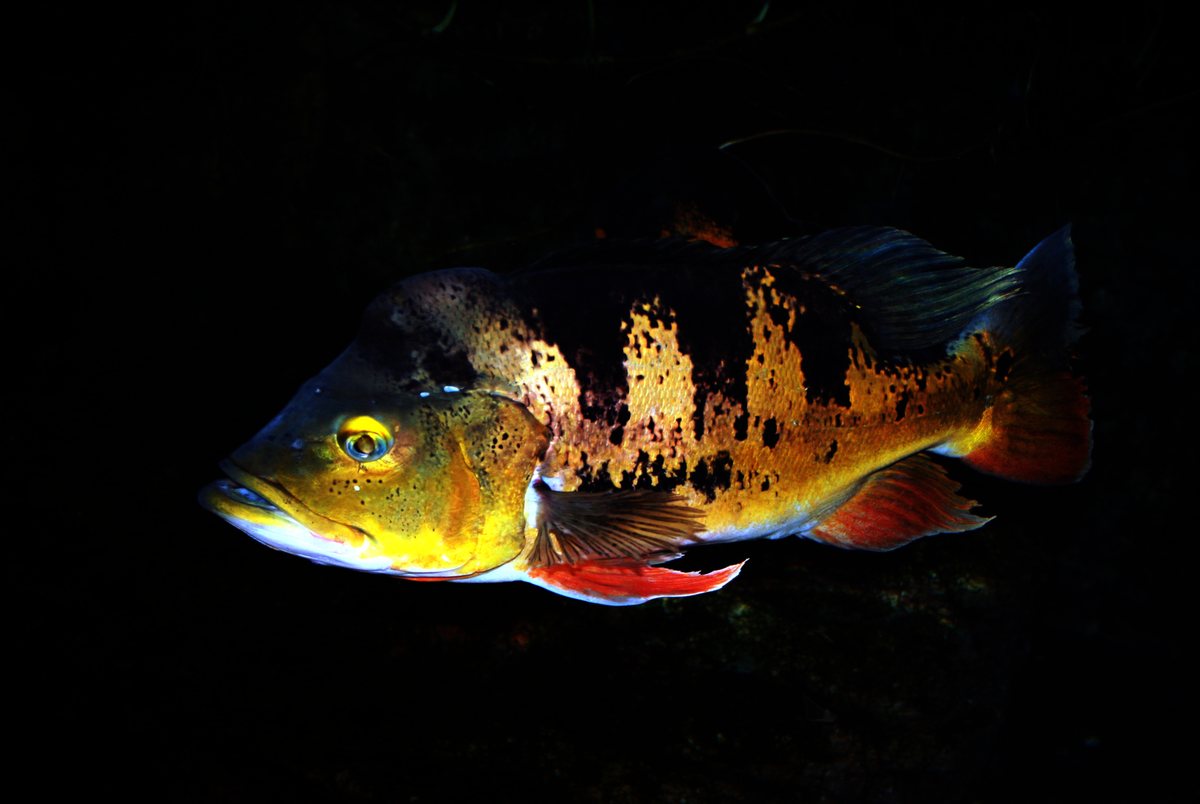 Peacock Bass in the aquarium