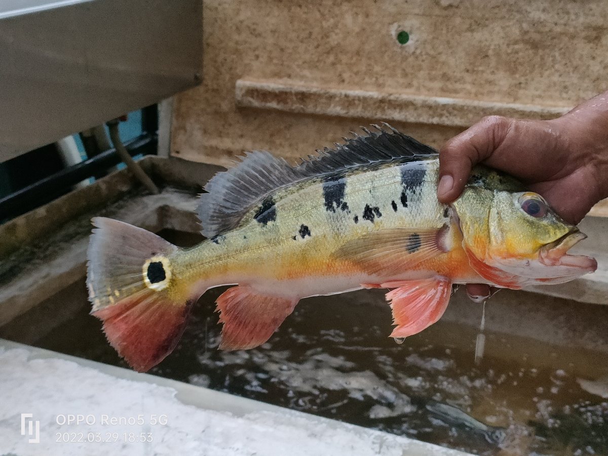Peacock Bass color and form