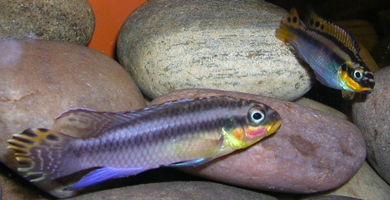 Striped Kribensis in the aquarium