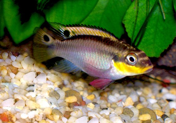 Striped Kribensis color and form