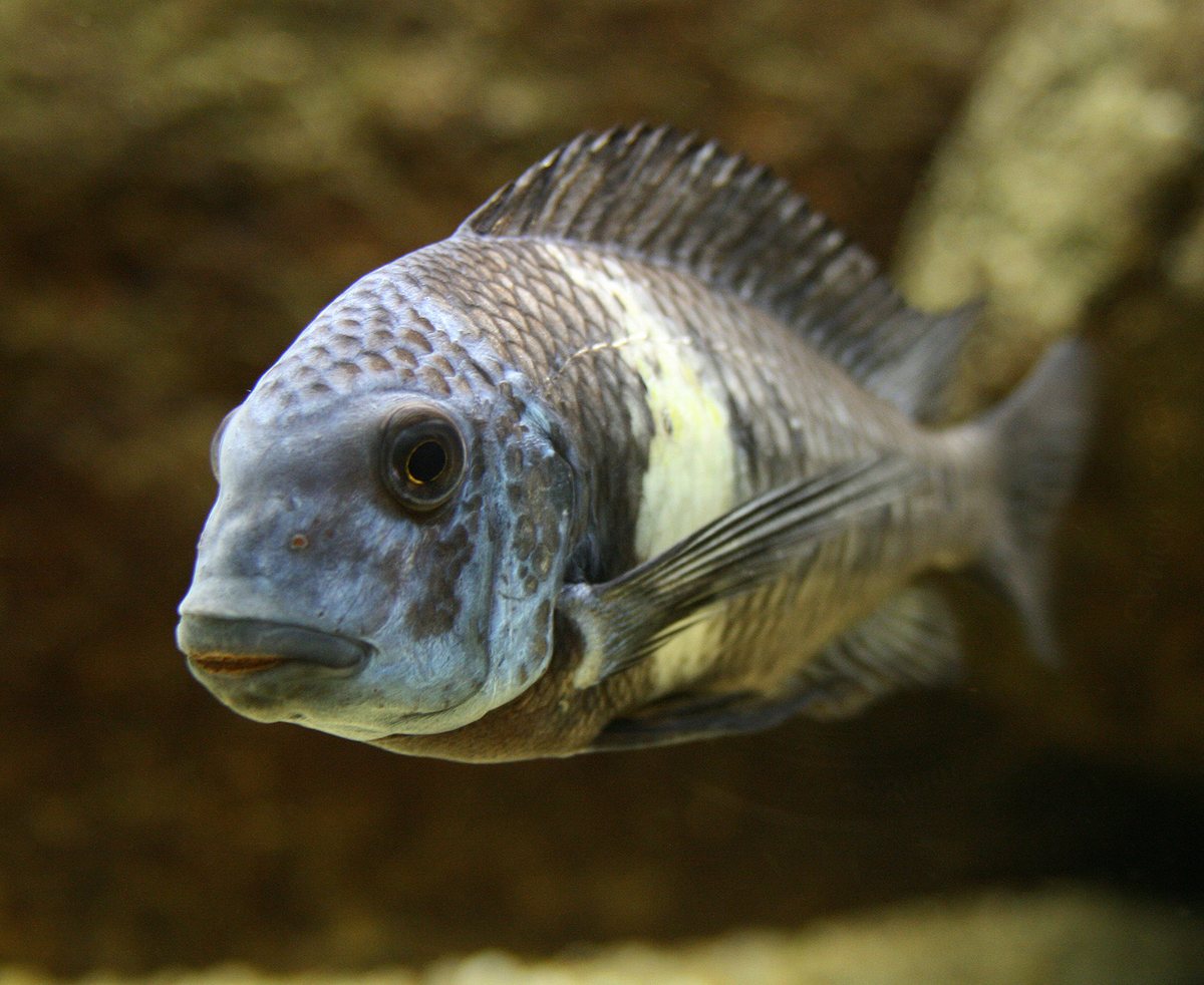 Tropheus Duboisi in the aquarium