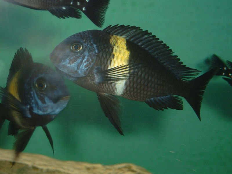 Tropheus Duboisi color and form