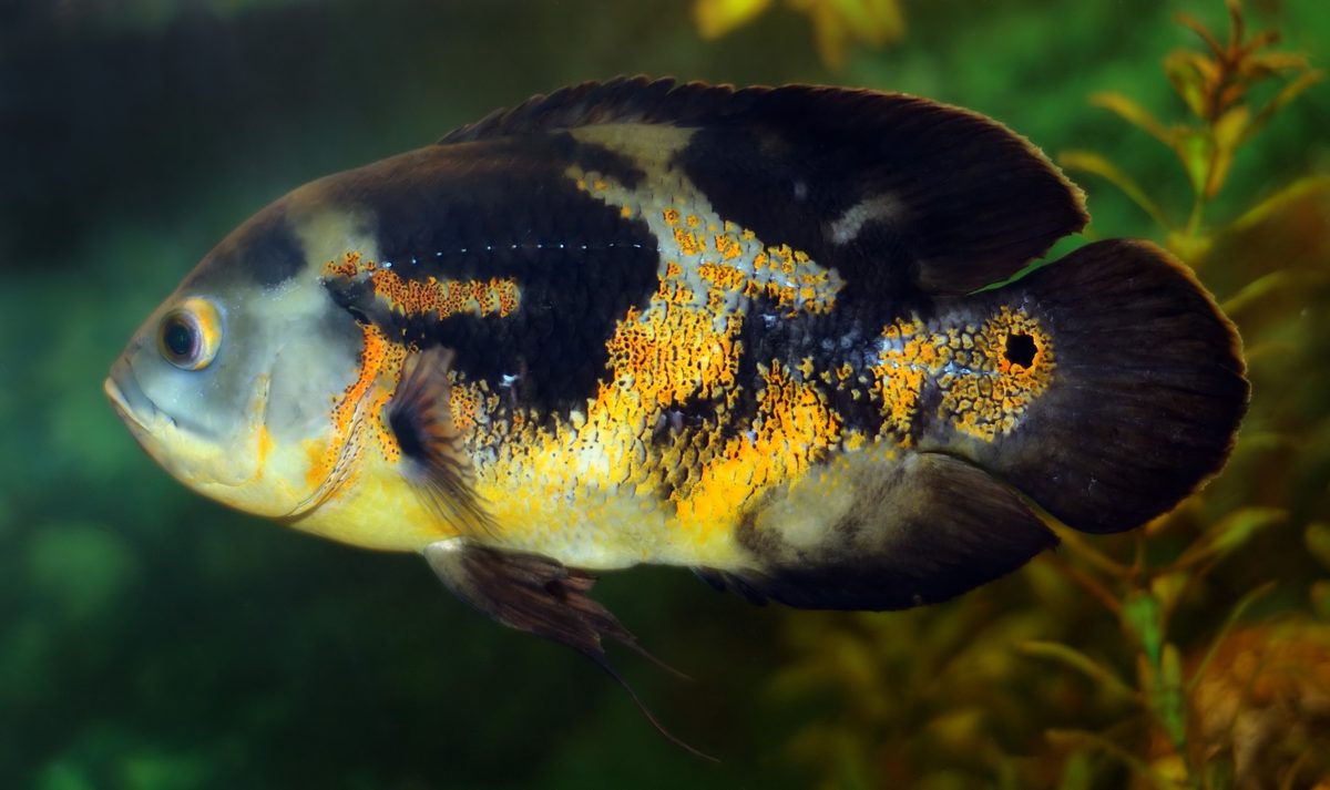 A tiger oscar cichlid, Astronotus ocellatus, swimming in a planted aquarium