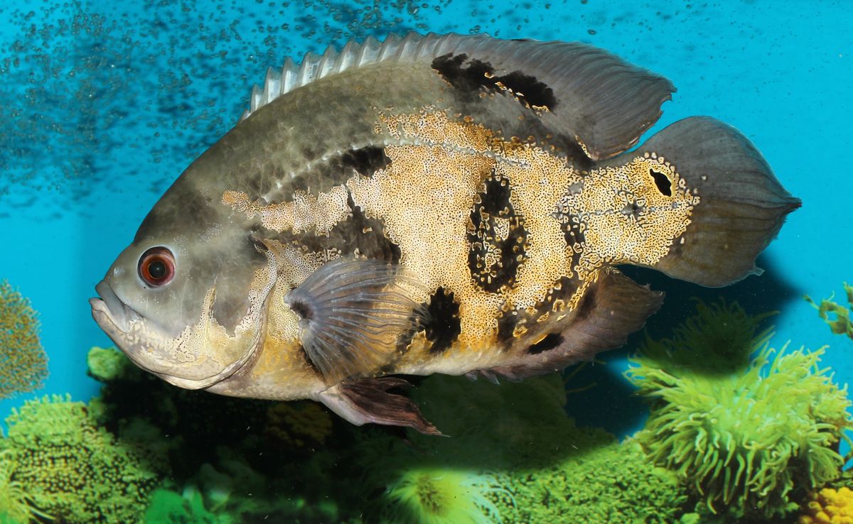 An oscar cichlid in an aquarium