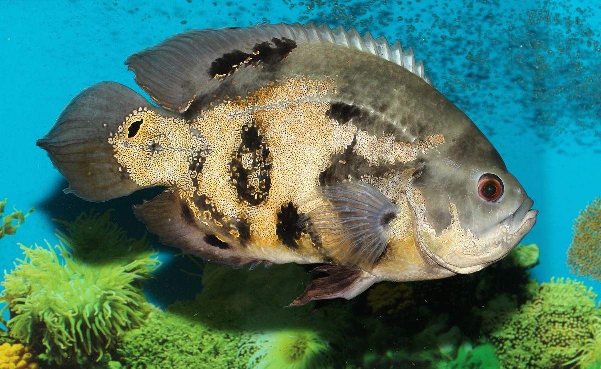An oscar cichlid in an aquarium