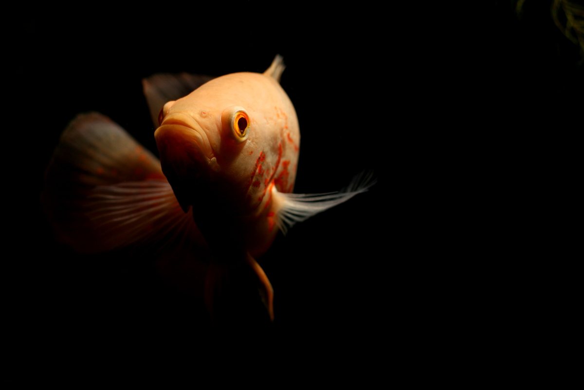Lemon / Albino Oscar