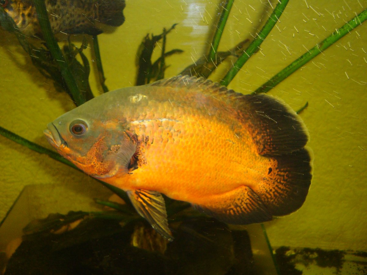 Red Oscar
