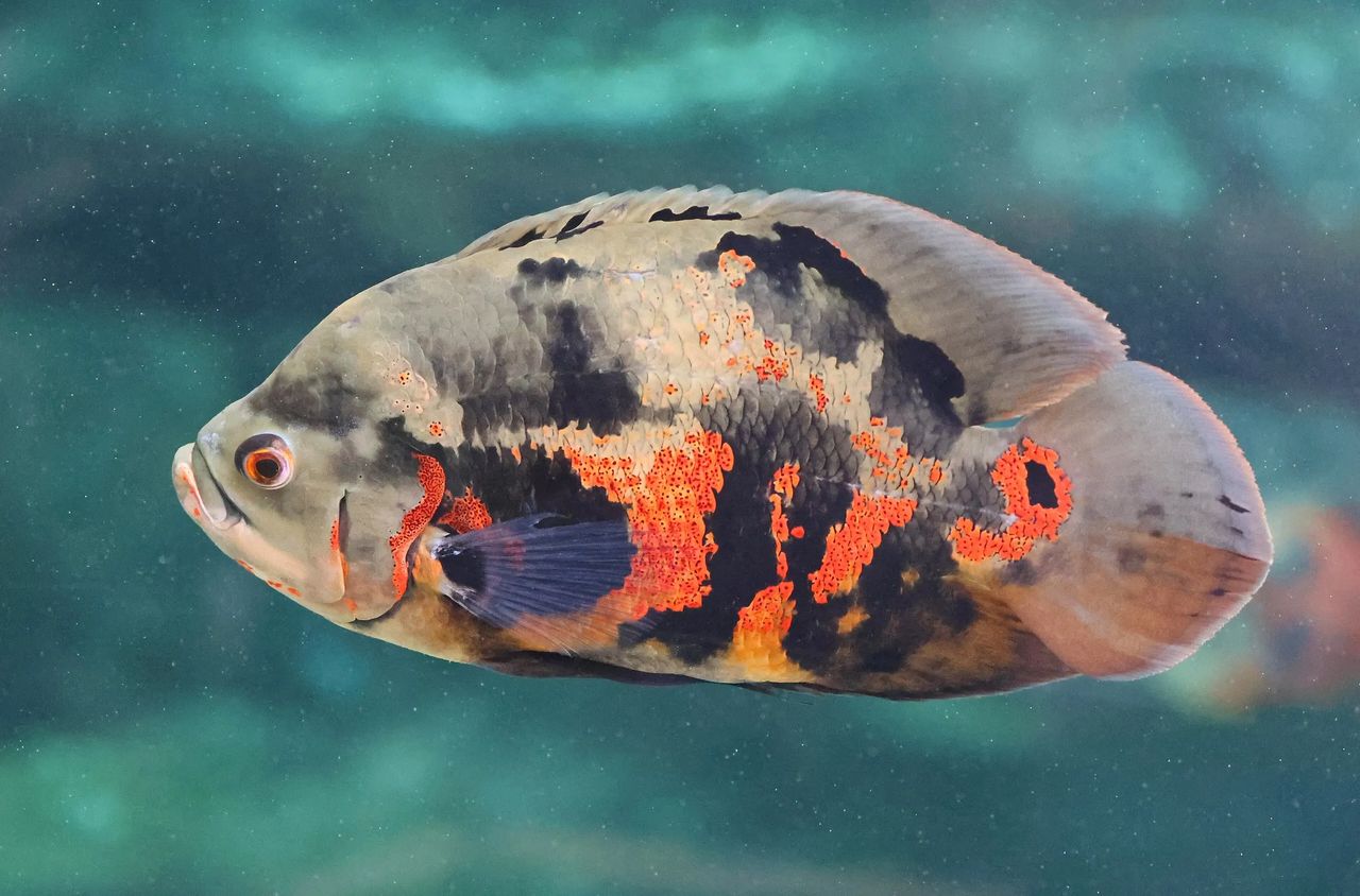 Tiger Oscar