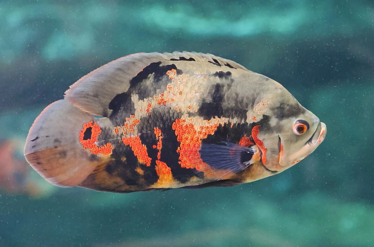 A tiger oscar cichlid in an aquarium