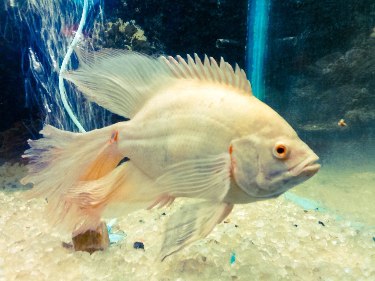 Veil-tail Oscar