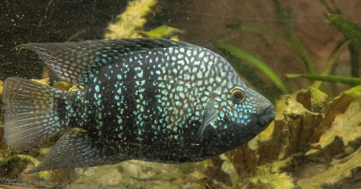 A pearlscale cichlid, Herichthys carpintis, from Mexico