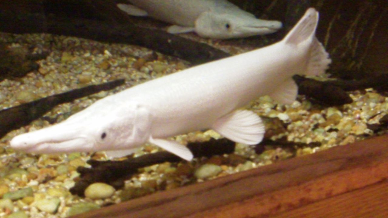 Alligator gar