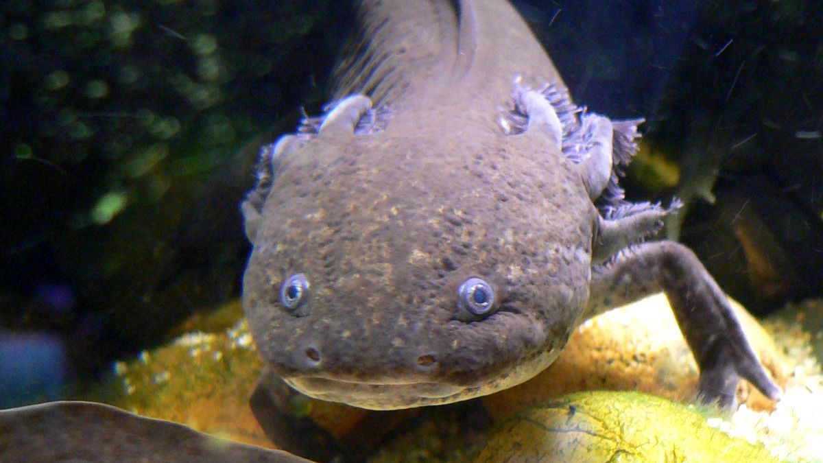 An axolotl