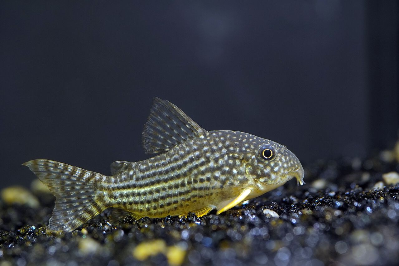 Sterba's corydoras on the sand