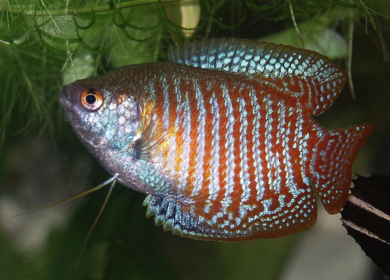 A dwarf gourami