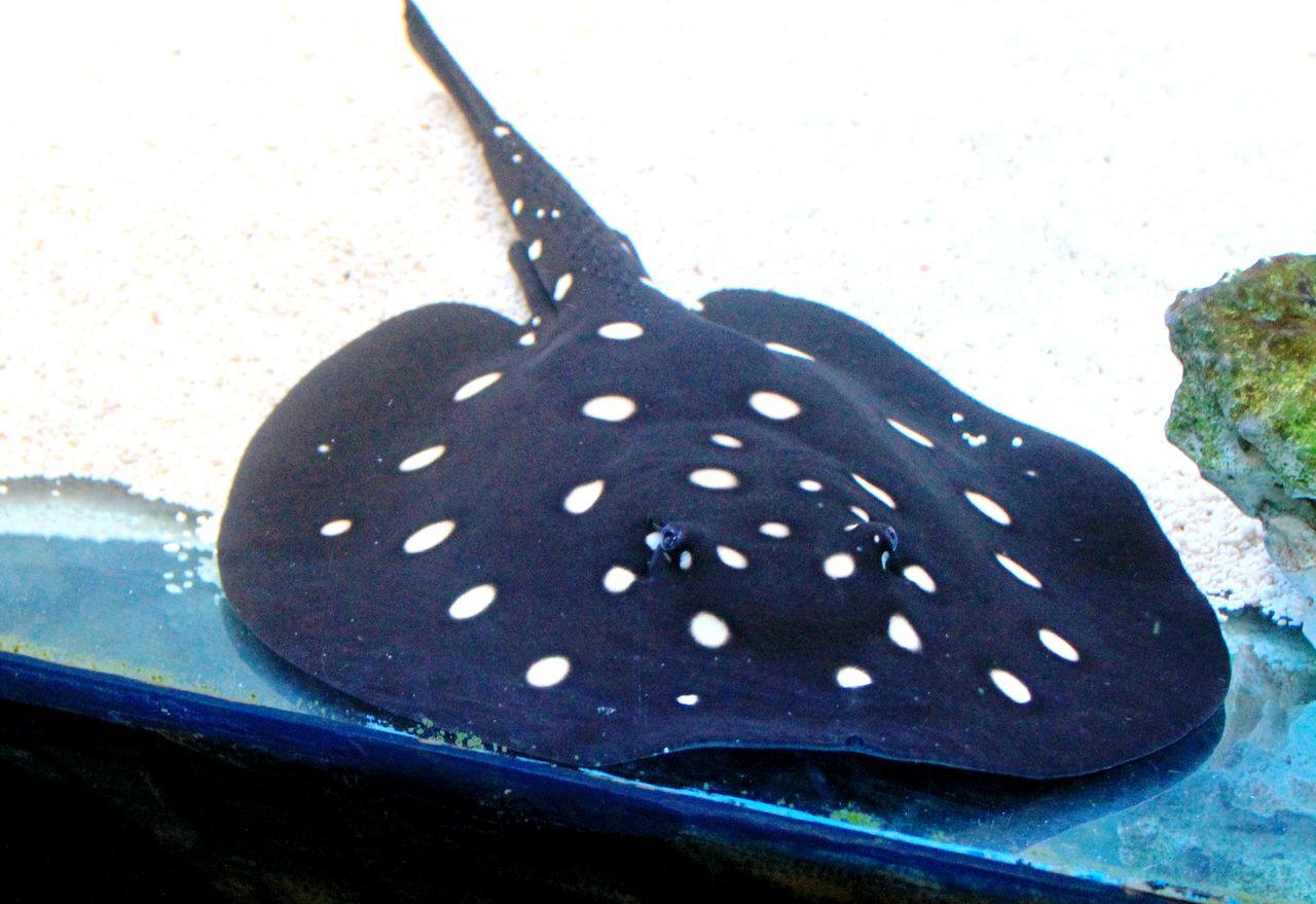 White-blotched / Leopoldi (Potamotrygon leopoldi)