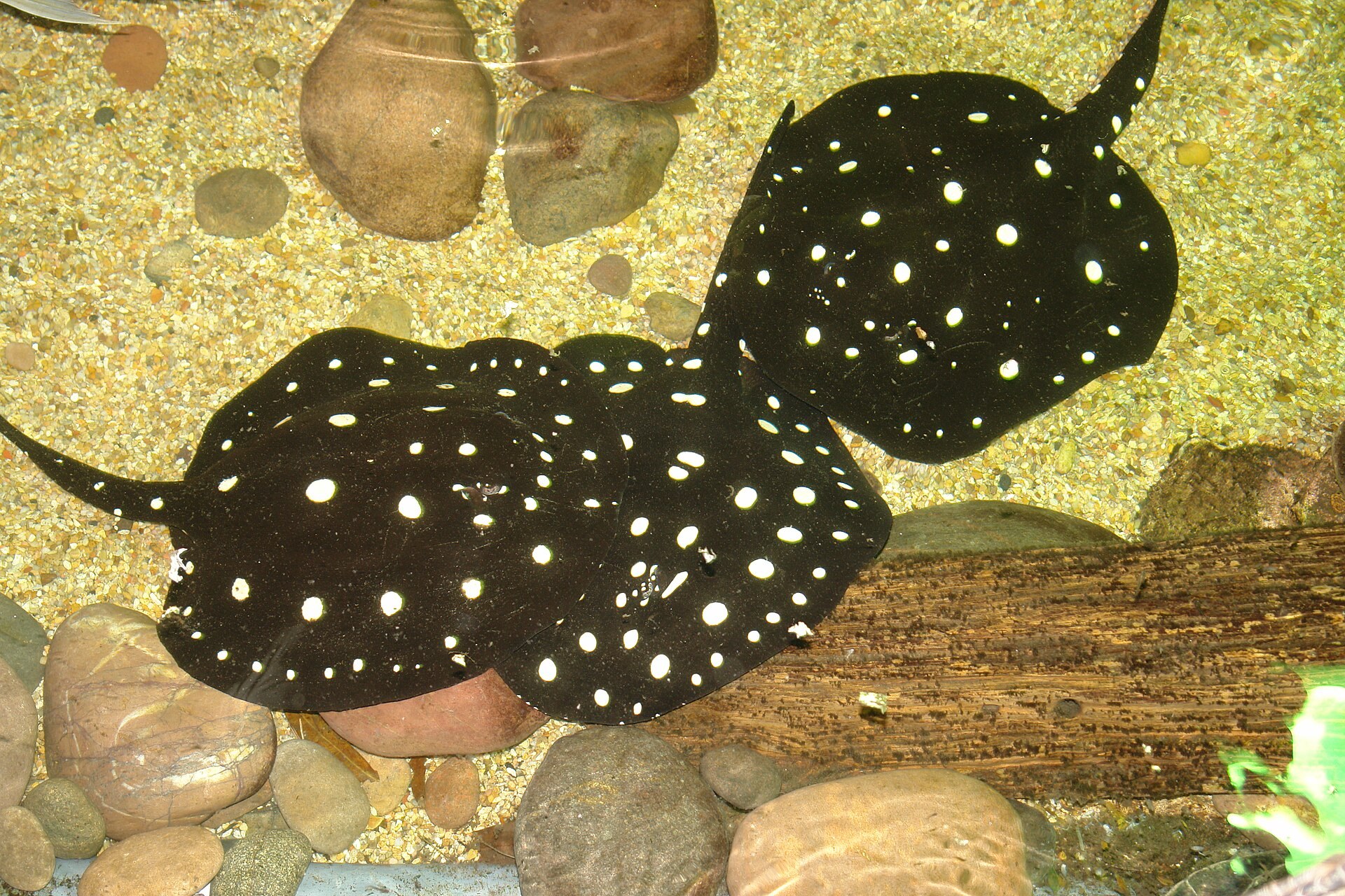 Black diamond lines (P. leopoldi morphs)