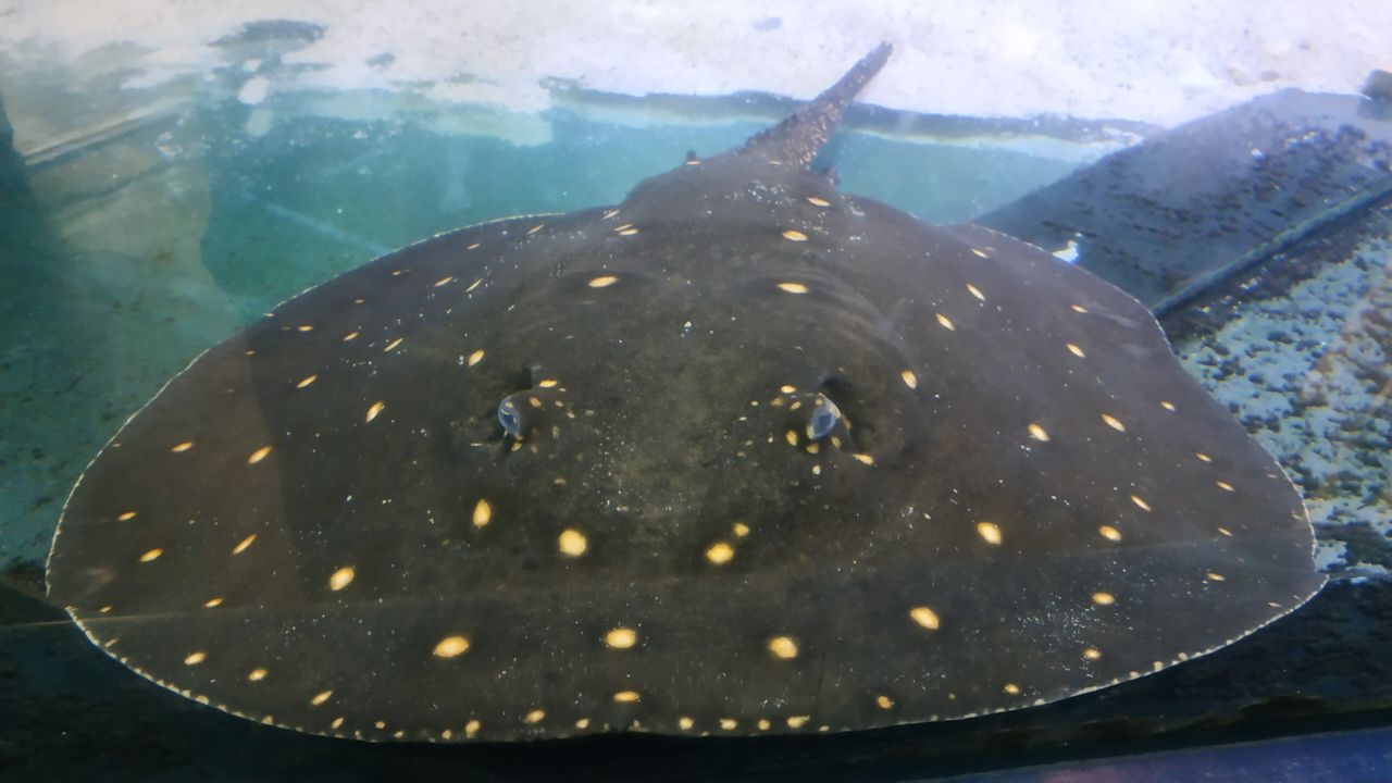 Motoro (Potamotrygon motoro)
