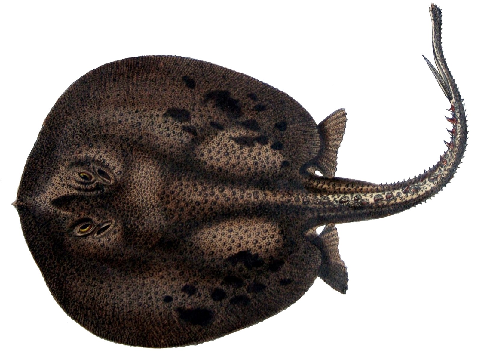 Smooth back river ray (Potamotrygon orbignyi)