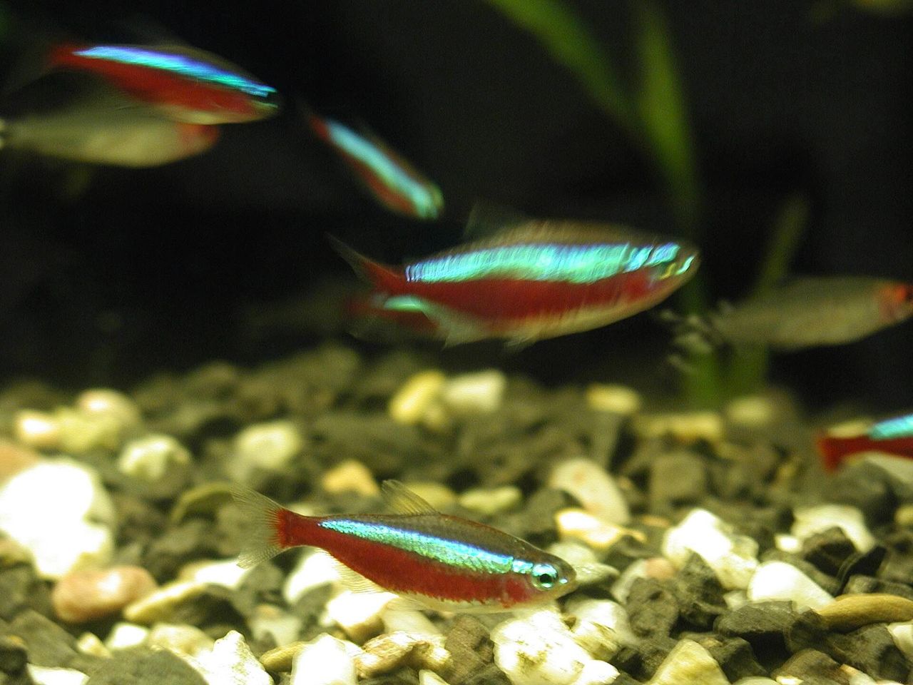 A school of cardinal tetras