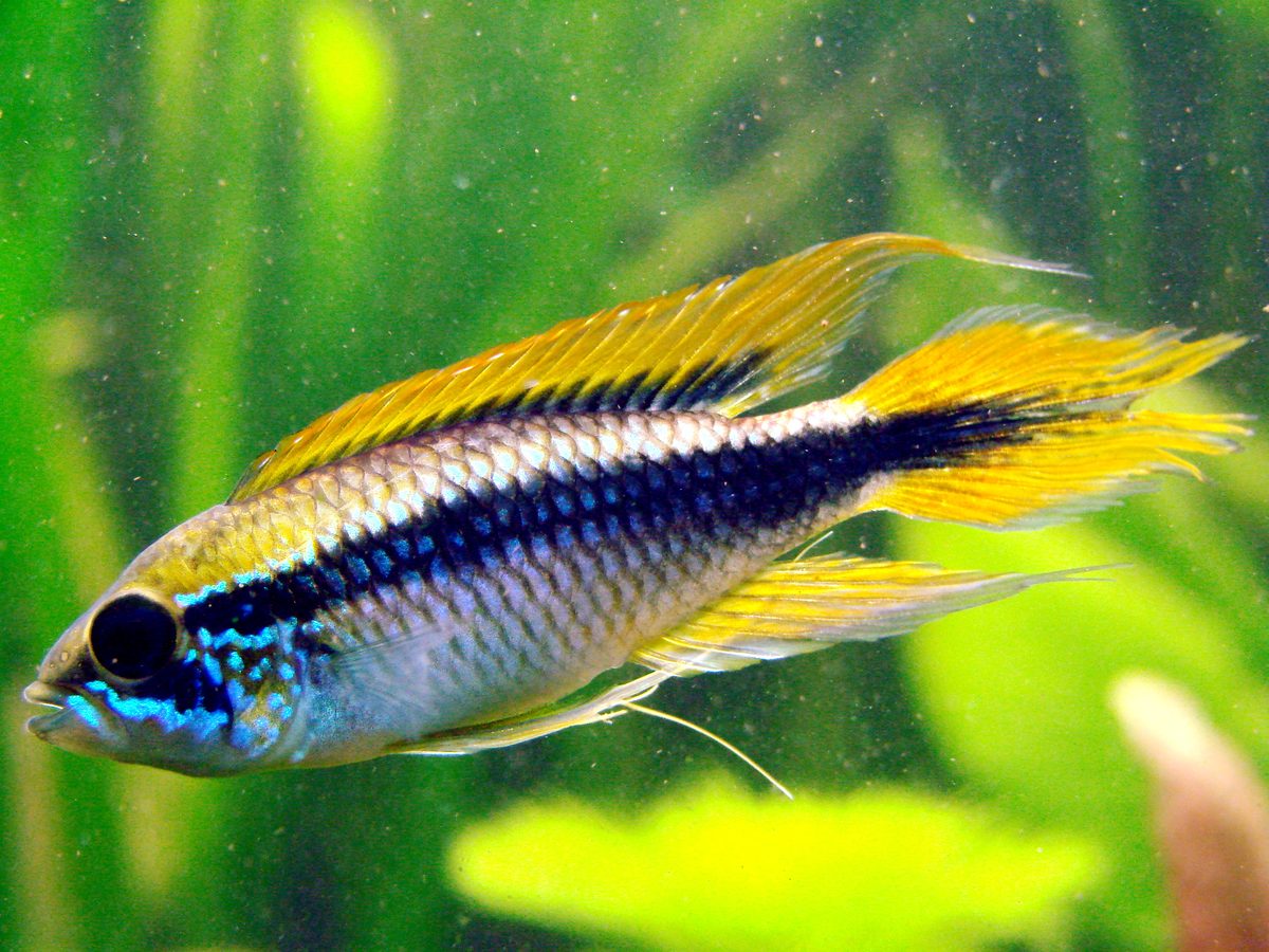 Agassiz's Dwarf Cichlid