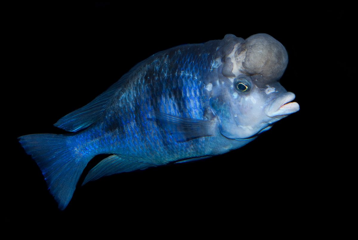 Blue Dolphin Cichlid, Cyrtocara moorii