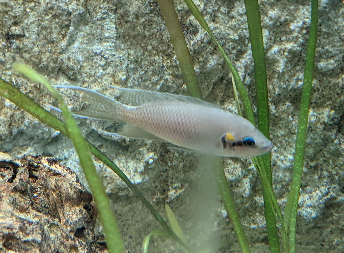 Fairy Cichlid, Neolamprologus brichardi