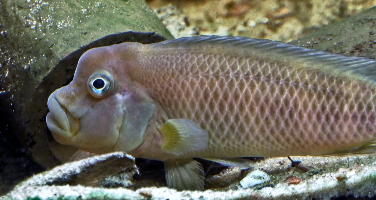 Buffalohead Cichlid, Steatocranus casuarius