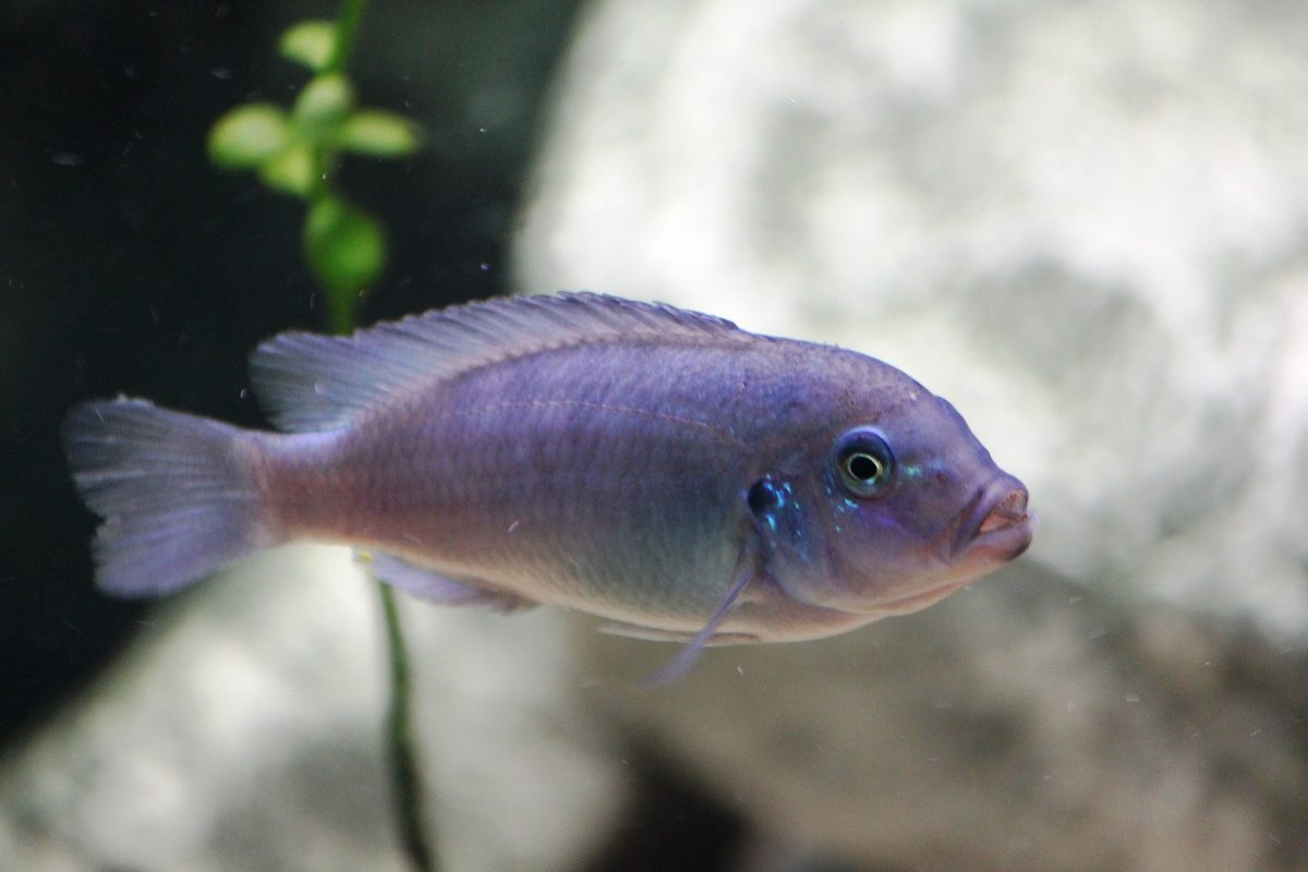 Cobalt Blue Zebra