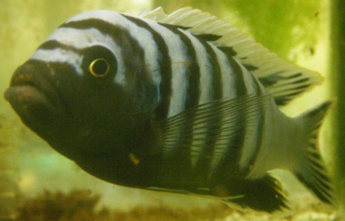 Afra Cichlid, Cynotilapia afra