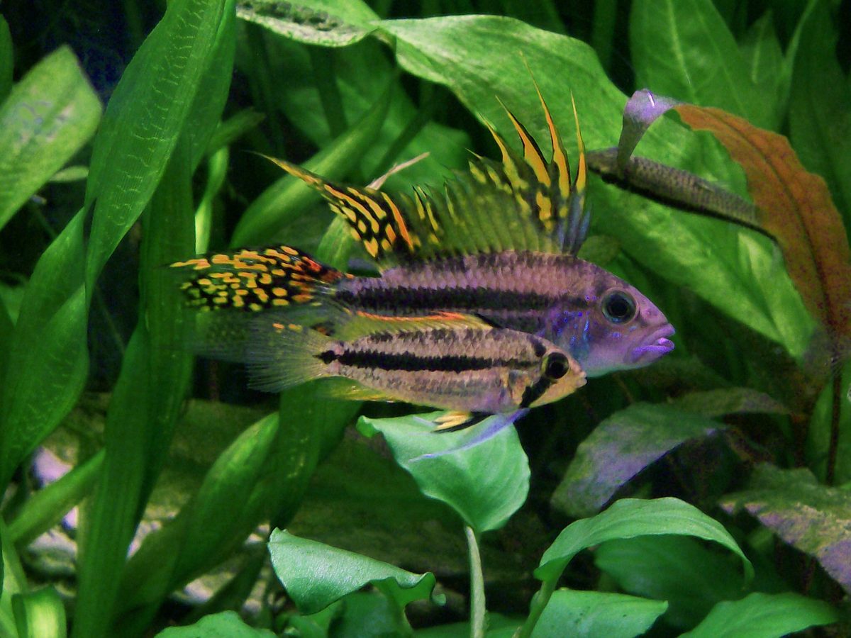 Cockatoo Cichlid