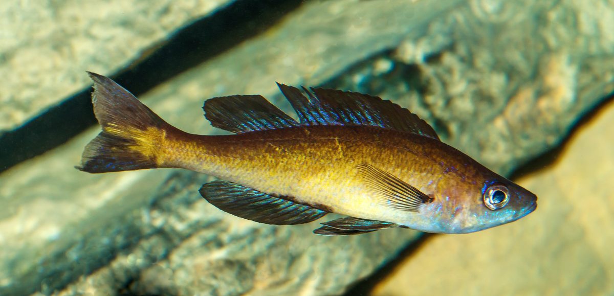 Cyprichromis Leptosoma