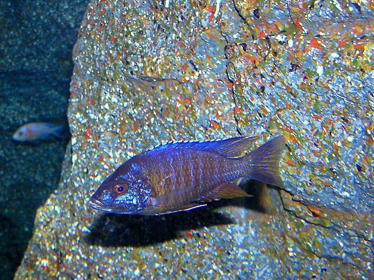 Electric Blue Hap, Sciaenochromis fryeri