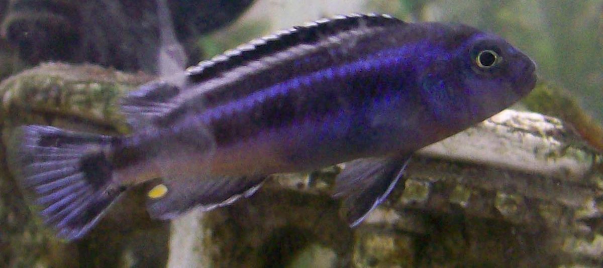 Electric Blue Johanni