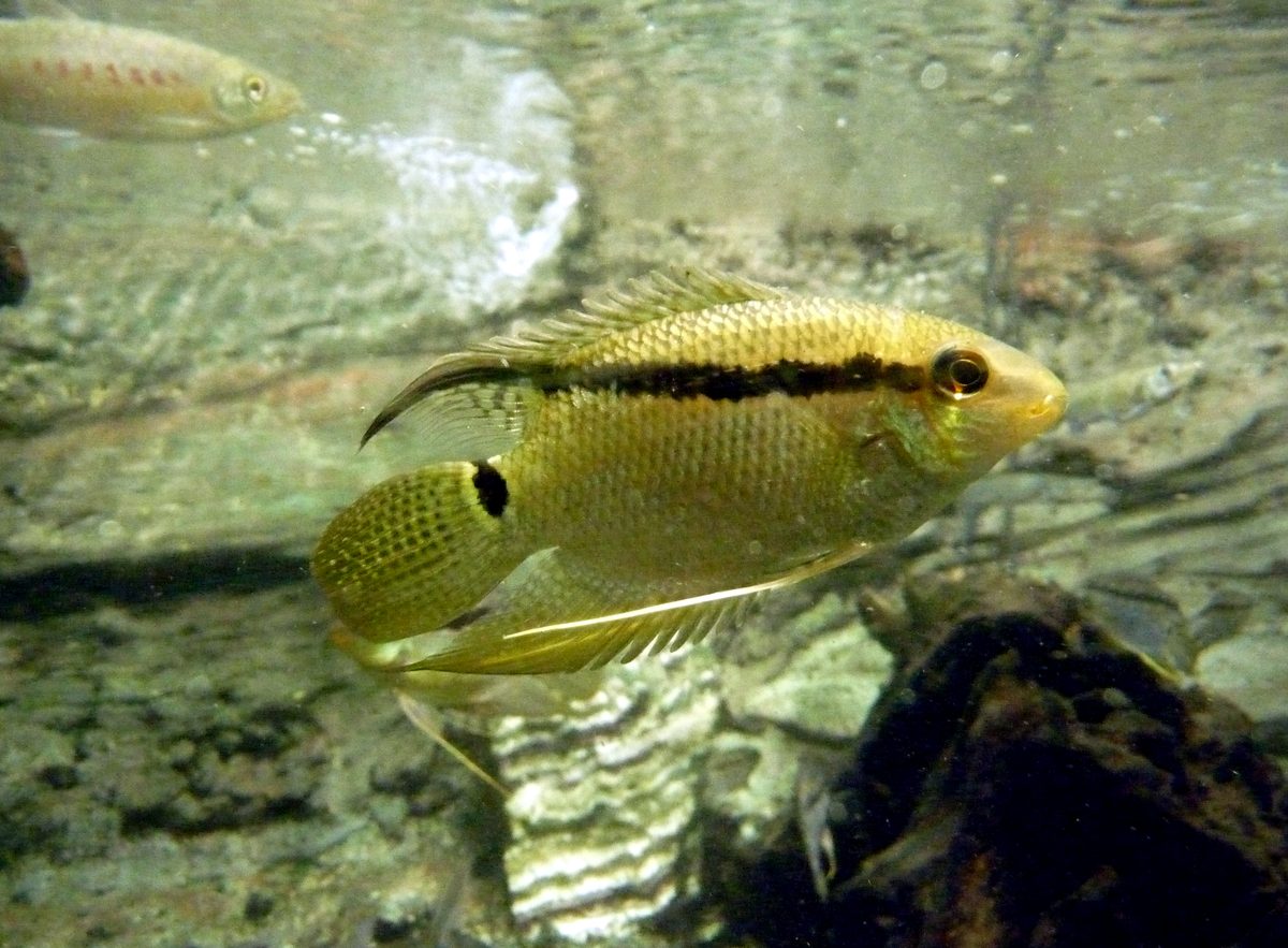 Flag Cichlid, Mesonauta festivus