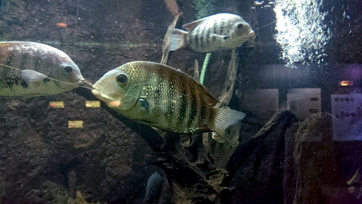 Green Chromide, Etroplus suratensis
