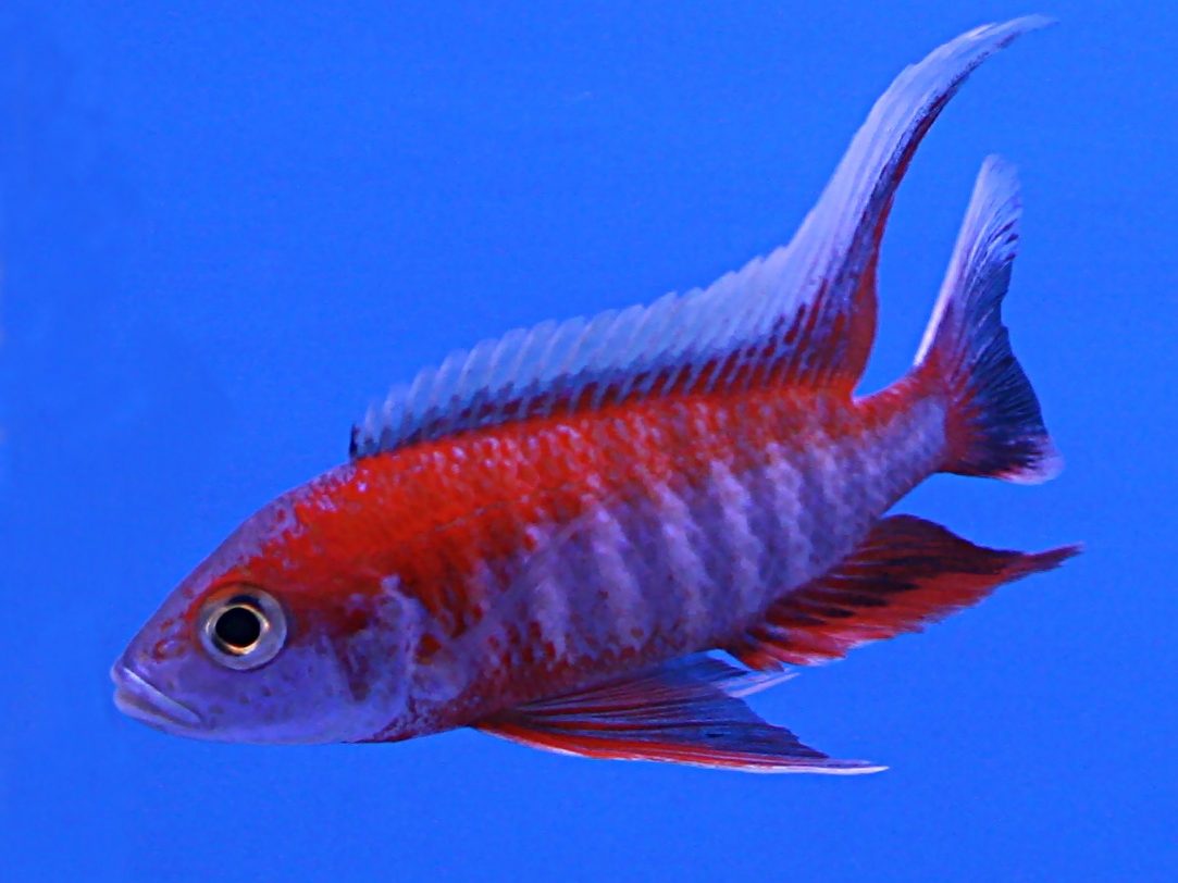 Jacobfreibergi Peacock