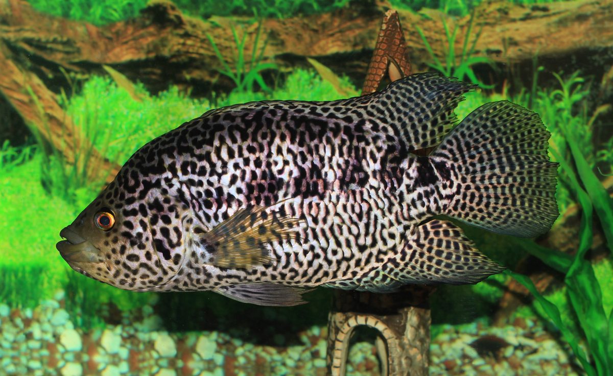 Jaguar Cichlid, Parachromis managuensis