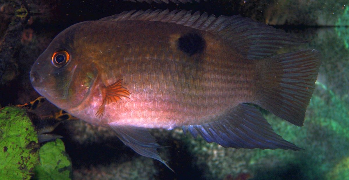 Keyhole Cichlid