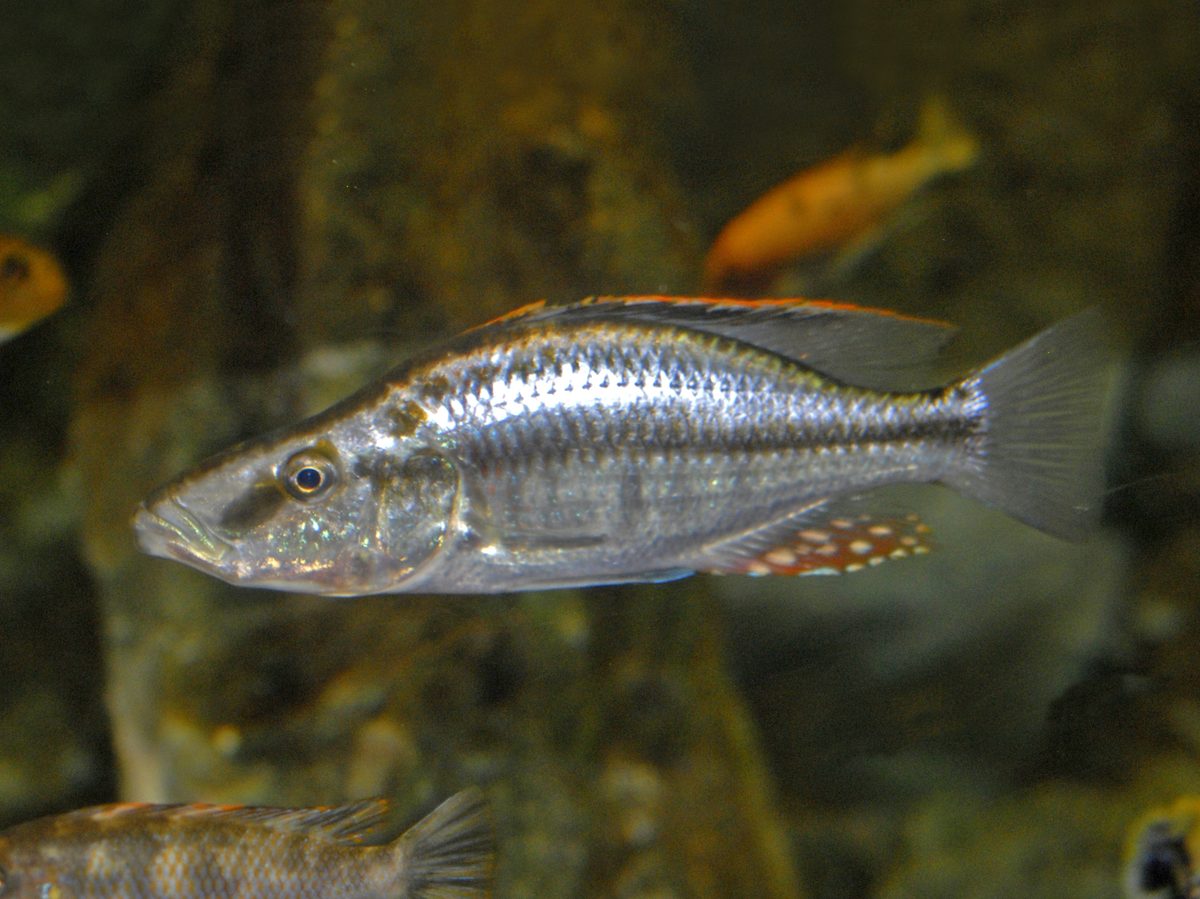 Malawi Eye Biter