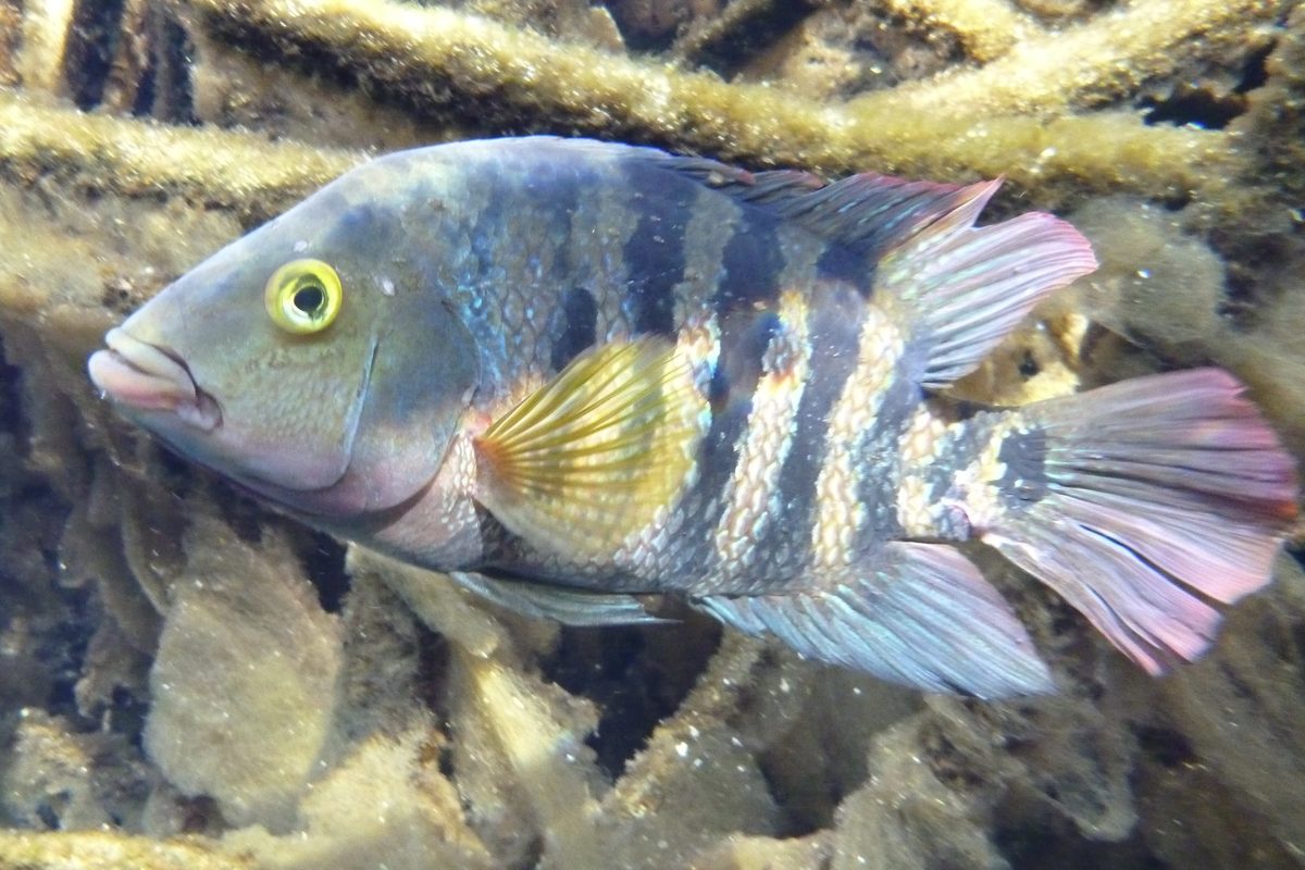 Mayan Cichlid