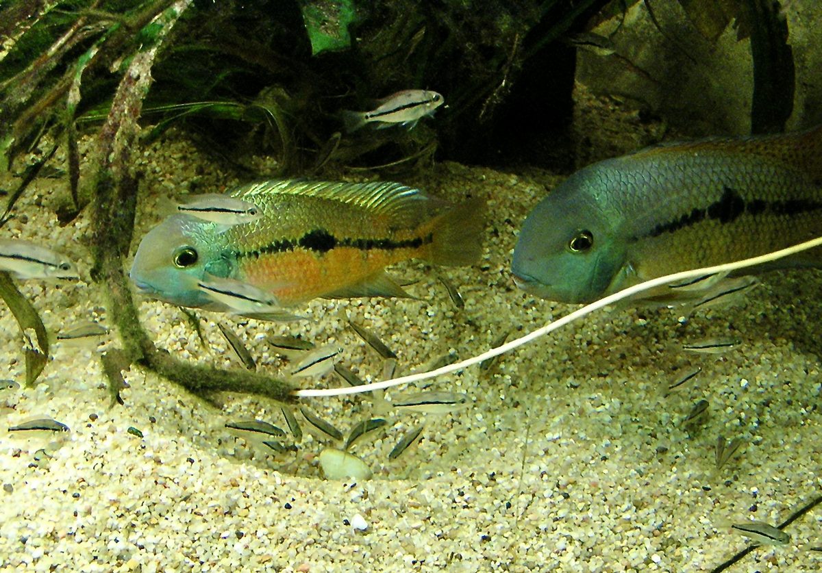 Nicaraguan Cichlid