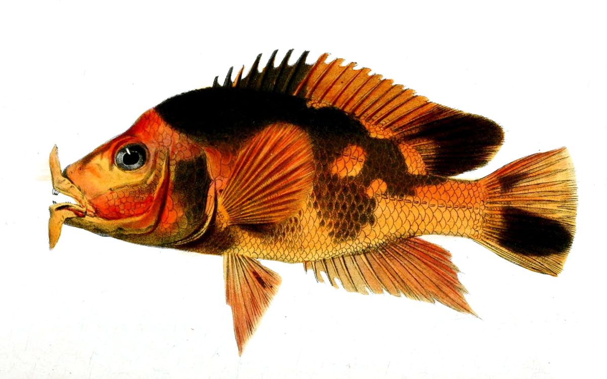Red Devil Cichlid, Amphilophus labiatus