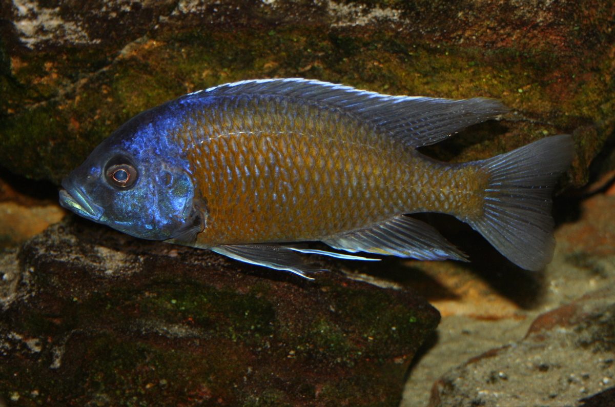 Red Fin Borleyi, Copadichromis borleyi