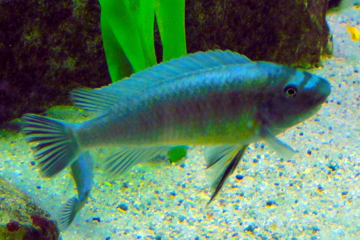 Red Top Trewavasae, Labeotropheus trewavasae