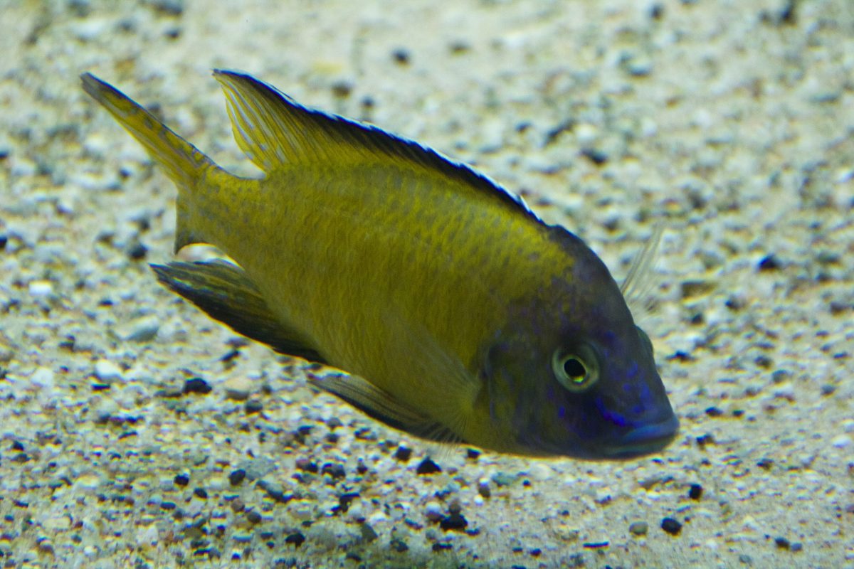 Stuartgranti Peacock