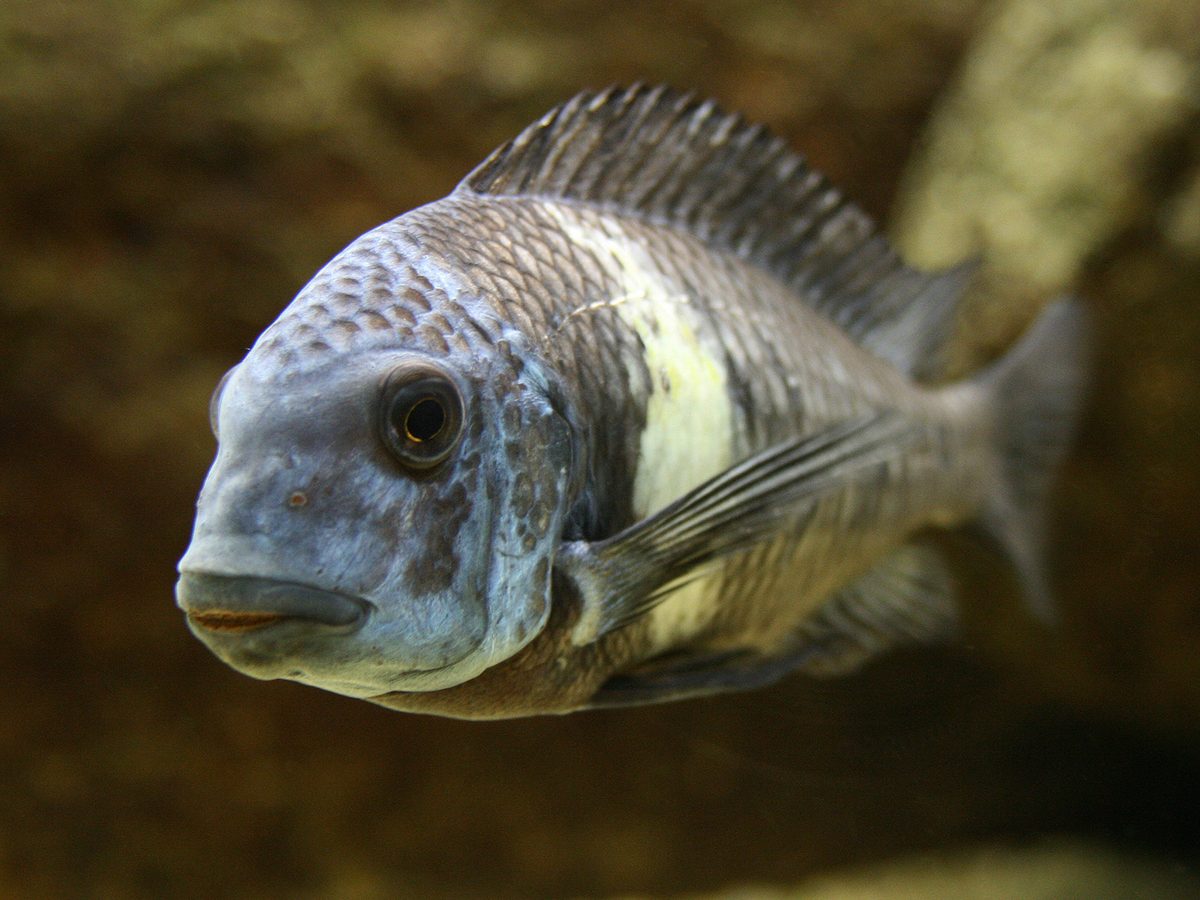 Tropheus Duboisi
