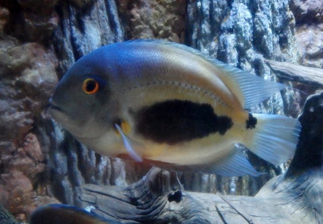 Uaru, Uaru amphiacanthoides