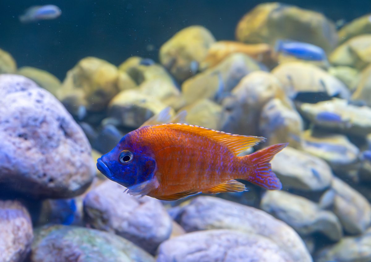 Yellow Regal Peacock